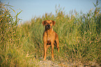 standing Rhodesian Ridgeback