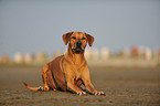 lying Rhodesian Ridgeback