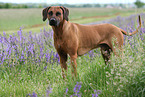 Rhodesian Ridgeback in the meadow