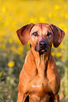 Rhodesian Ridgeback Portrait