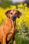Rhodesian Ridgeback Portrait