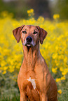 Rhodesian Ridgeback Portrait