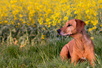 lying Rhodesian Ridgeback