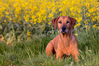 lying Rhodesian Ridgeback