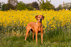 Rhodesian Ridgeback