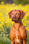 Rhodesian Ridgeback Portrait