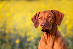Rhodesian Ridgeback Portrait