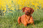lying Rhodesian Ridgeback