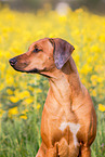 Rhodesian Ridgeback Portrait