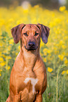 Rhodesian Ridgeback Portrait