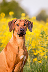 Rhodesian Ridgeback Portrait