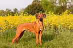Rhodesian Ridgeback