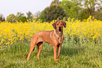 Rhodesian Ridgeback