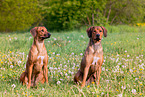 Rhodesian Ridgebacks