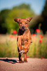 Rhodesian Ridgeback Puppy