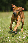 Rhodesian Ridgeback Puppy