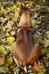 lying Rhodesian Ridgeback