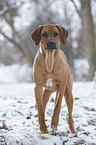 Rhodesian Ridgeback in snow