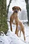 Rhodesian Ridgeback in snow