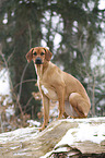 Rhodesian Ridgeback in snow