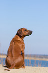 sitting Rhodesian Ridgeback