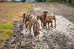 5 Rhodesian Ridgebacks