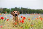 Rhodesian Ridgeback Portrait