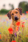 Rhodesian Ridgeback Portrait