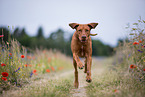 running Rhodesian Ridgeback