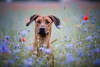 Rhodesian Ridgeback Portrait