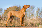 Rhodesian Ridgeback