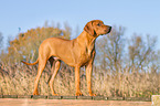 Rhodesian Ridgeback