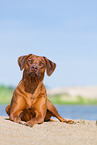 lying Rhodesian Ridgeback