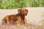 lying Rhodesian Ridgeback