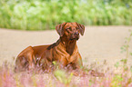 lying Rhodesian Ridgeback