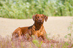 lying Rhodesian Ridgeback