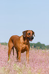 Rhodesian Ridgeback