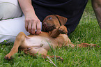 Rhodesian Ridgeback Puppy