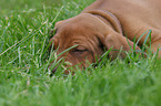 Rhodesian Ridgeback Puppy