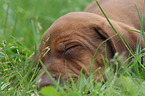 Rhodesian Ridgeback Puppy