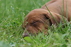 Rhodesian Ridgeback Puppy