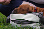 Rhodesian Ridgeback Puppy