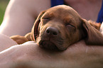 Rhodesian Ridgeback Puppy