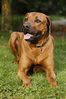 lying Rhodesian Ridgeback