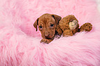 Rhodesian Ridgeback Puppy