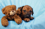 Rhodesian Ridgeback Puppy