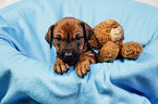 Rhodesian Ridgeback Puppy