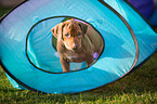 Rhodesian Ridgeback Puppy