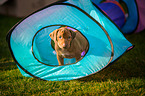 Rhodesian Ridgeback Puppy