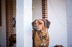 Rhodesian Ridgeback Portrait